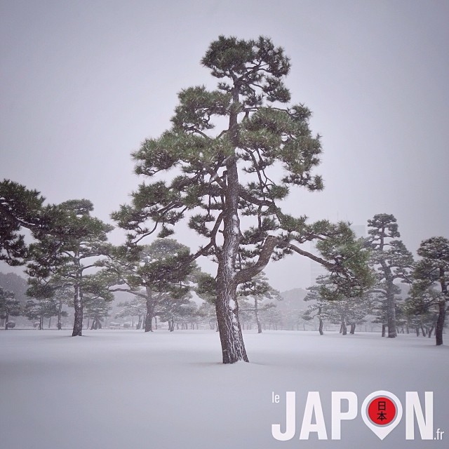 Demain la météo a  annoncée le retour de la neige sur Tokyo… J’espère que ça sera moins le bazar que la semaine dernière :/