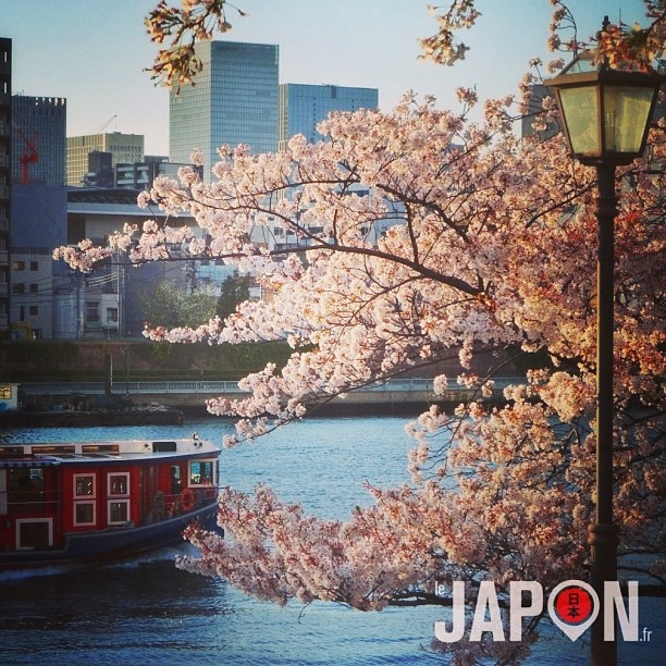 La vie des Sakura est un long fleuve tranquille :)