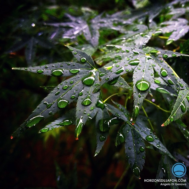 Après la pluie sur les feuilles d’érable