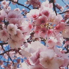 Sakura précoce aujourd’hui au parc Hibiya ! #sakura