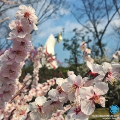 Une belle journée de printemps avec les Ume en fleur sous la Tour du Soleil d’Osaka #iPhone #japonsafari #osakasafari