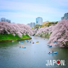 Plein de photos en stock de Sakura ! #sakura #tokyo