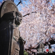 Yanaka fut pendant des années mon jardin secret tokyoïte… Maintenant il est dans tous les guides… mais reste un des quartiers les plus vert de la mégalopole 🌱🐱