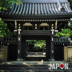 Tokyo est mon jardin ! Ikebukuro ce n’est pas que les manga et des bars… C’est aussi des petits quartiers de temples, des chats et de la nature 😀🌱🐱⛩