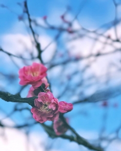 Prémisses du printemps à venir