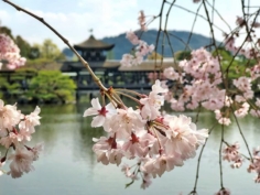 Retour au Heian-jingu après de nombreuses années