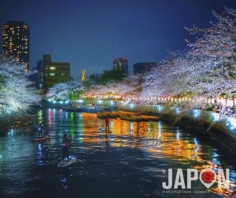 Tokyo Sakura by night & #UltraColor #Sakura #TokyoSafari