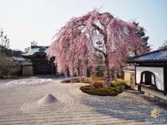 Simplement majestueux #japon #kyoto