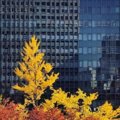 Un peu délicatesse dans ce monde brut.
Plus les années passent et plus j’apprécie la robe automnale des Gingko. Ils attirent parfois plus mon regard que les érables. 
#osakasafari #japonsafari