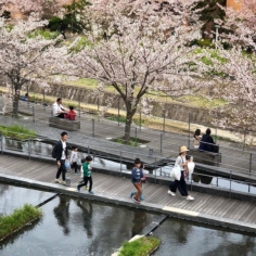 Les cerisiers ont fleuris assez tôt mais avec le coup de froid tout de suite après on a eu des éclosions assez disparates. Finalement ça a duré longtemps cette année. Être le 13 avril et pouvoir encore profiter de ça à Osaka c’est un peu étonnant :)